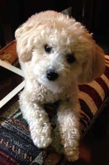 10-month-old-maltipoo